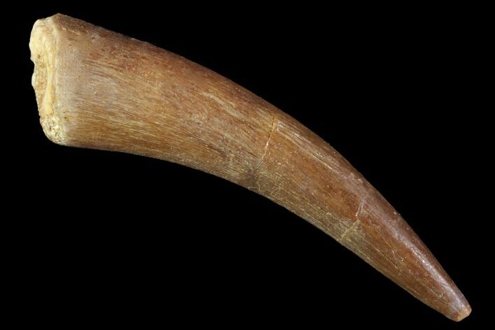 Fossil Plesiosaur (Zarafasaura) Tooth - Morocco #81565